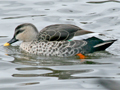 Indian Spot-billed Duck